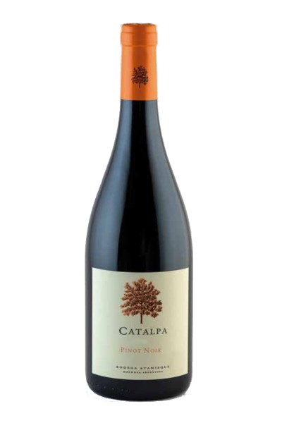 Catalpa